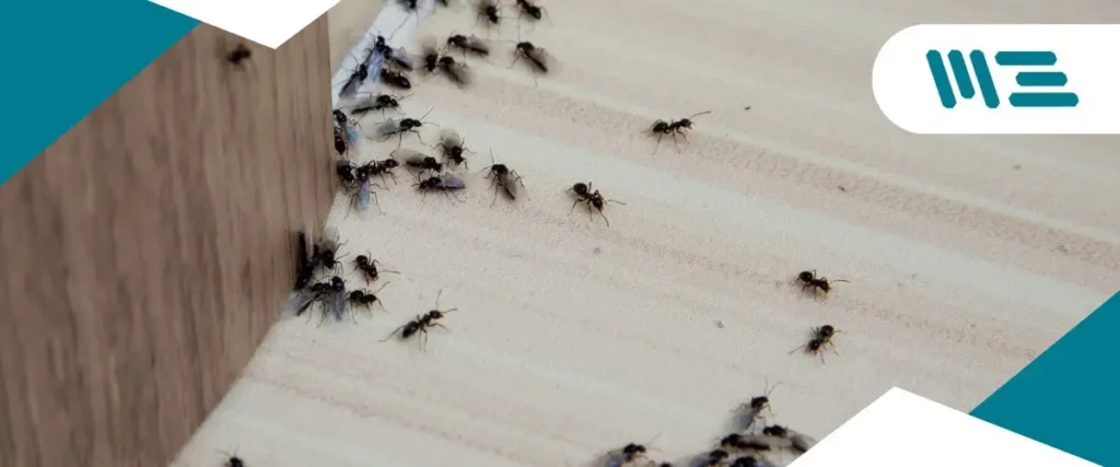 Estrategias de Control de Plagas en la Industria Alimentaria Estrategias de Control de Plagas en la Industria Alimentaria