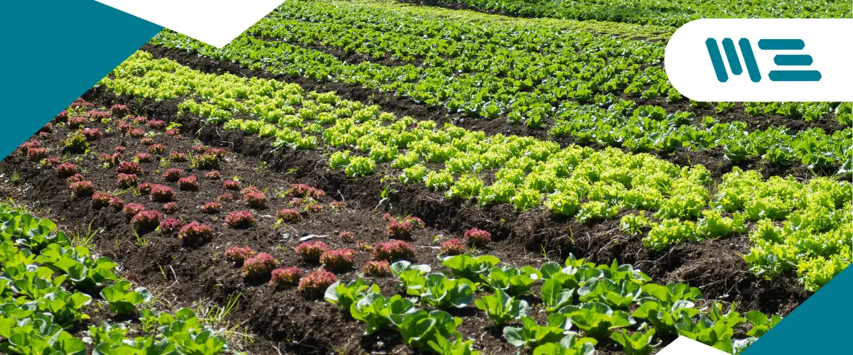 Certificación Orgánica: Todo lo que Debes Saber para Cumplir con LPO y USDA-NOP